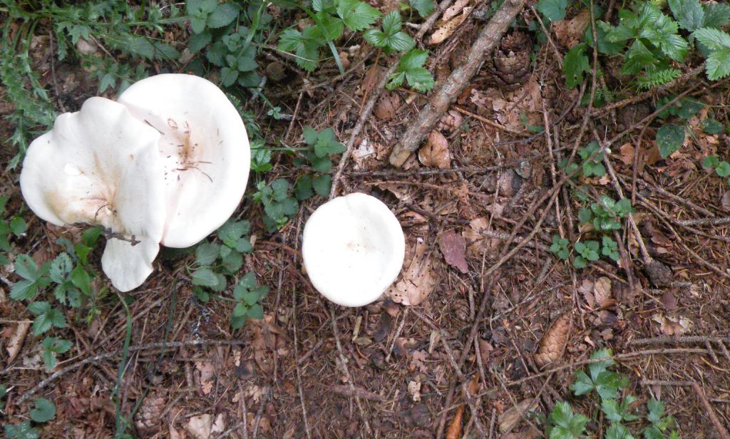 Clitocybe phyllophila? Chiss...